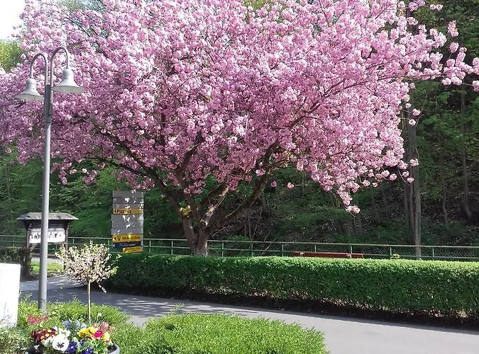 אורחן Gaestehaus Viktoria 3*